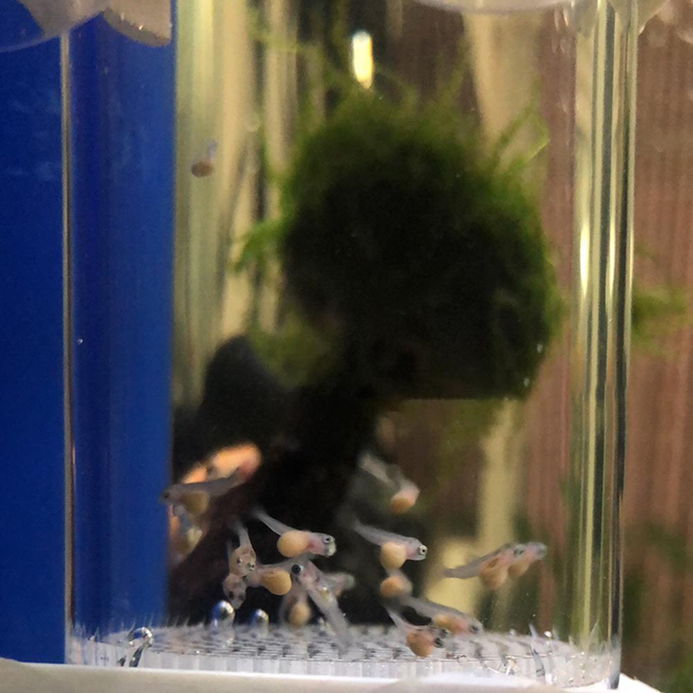 40mm 인큐베이터 어류 부화장 알 입내 부화장 어류  - Lab Incubator 리뷰 및 가격